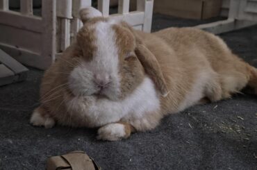 What is the success rate of litter training a 3 year old rabbit after spay?