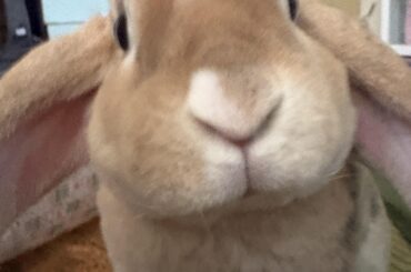 Bun peed on bed out of the blue, help me figure out why.