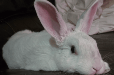 Coldest Days of the Year, Major Snowstorm and Alice Decides to Molt...