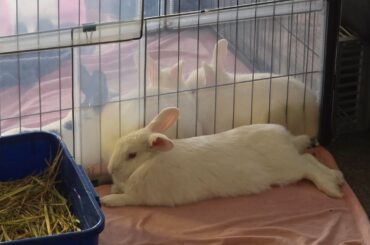 A little collection of pics featuring all 4 of my buns (Bonding in progress)