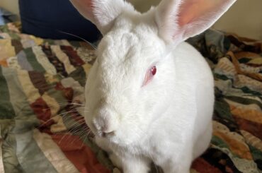 Anyone else with a New Zealand have trouble telling your bunny apart from others in photos?