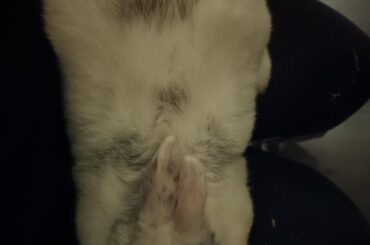 Do you massage your babies?