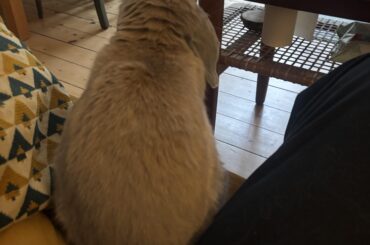 Hugo & me on the sofa ❤️