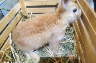 Hello world, my name is Sargeant peanut butter