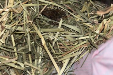 Vole in Rabbit Hay