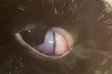 My bunny’s eye is bulging out