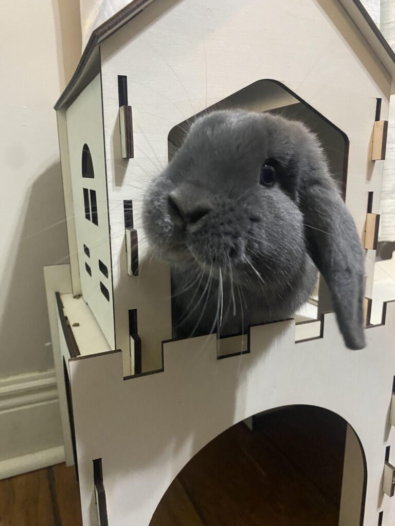 How is my bunnies set up?