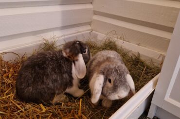 The corner is their new fav place now