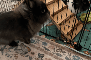 I want her food. Not mine, not yours, just hers!