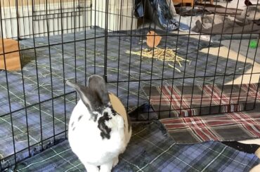 I sleeps standing up.