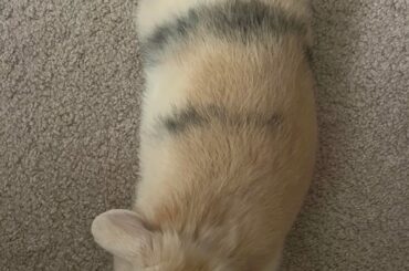 does anyone else have a bunny that does not like hay