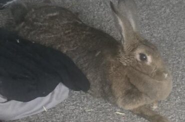 Muffin wanted to show off her foot