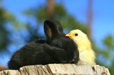 Bunnies and chick