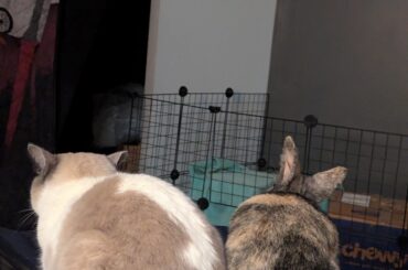 She kicked his ass off about 5min later. 🐰🐱