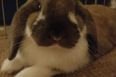 One of my favorite pics of my handsome boy, Floppy ❤️