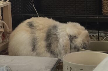 my first girl loved punk (P!ATD especially), this one seems to like classical 🧐