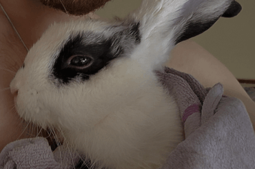 First time bunny owner! Would love advice, as I'm still learning:)