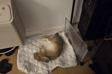 The homunculus is pleased.