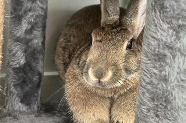 Bc she has been so well missed on reddit, here’s peri when I woke her up to give her dinner lastnight 😆