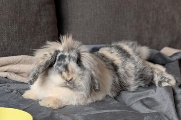 If your bunny had a dating profile image what would it be?