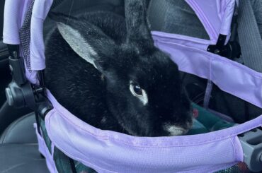 Opal has tested many a carriers- this one seems to reign supreme