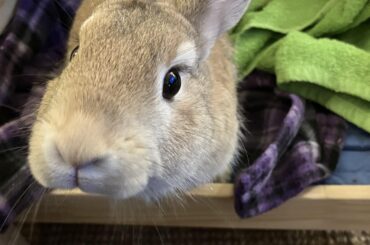 POV: You have nanners and Lulu knows it