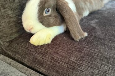 What breed is my boy?