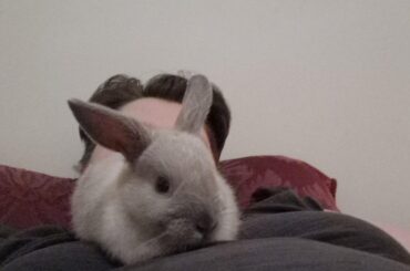 Groomed me for almost ten minutes and now sitting like this bunny purring.