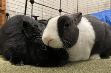 Beans and Cowboy fit together like a puzzle 🖤🩶🤍