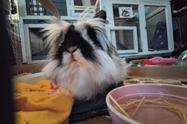 What is the best brush to use for thick fur??