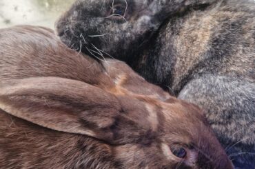 My boys are having their neutering op today ❤️🐇