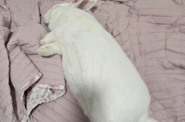 Everybunny was comfy