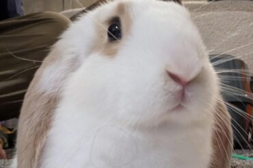 She is a crumb hunter