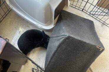 Destruction of property