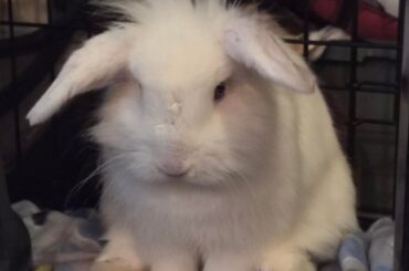 what breed is Oxygen?