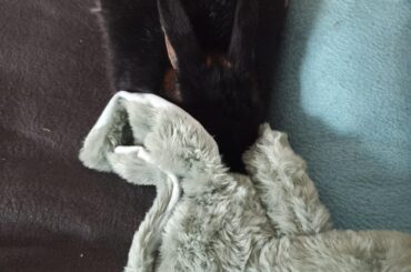 Where can I buy a bunny eye mask?