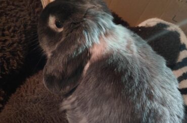 what species of dog is this