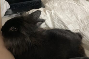 freeroam rabbit refuses to pee on my bed