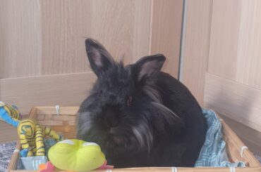 Snowball in his toy box 🐰❤️