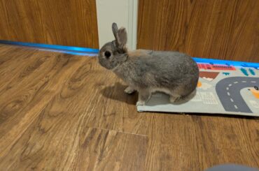 Watching a bunny, any advice welcome