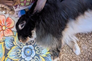 Beelzebun just being really really happy