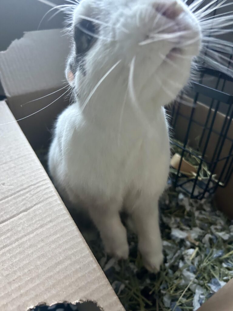 Pre-boop mouf ❤️