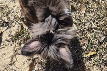 Brought Buttons outside since its a warm day. Should I be worried about sunburn on his ears?