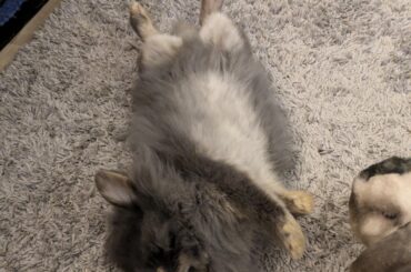 Is this a next-level dead flop or should I be worried?