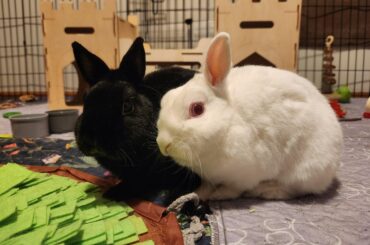 Available for adoption!