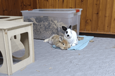 My bumny and her pet worm 🪱🐇