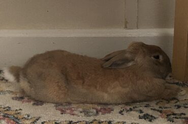 Someone took his ears