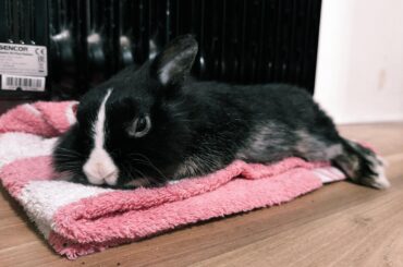 Another day of Tony chilling by the radiator