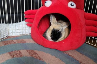 Feeling a bit 'Crabby' today