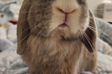 Struggling to erase my soul bun's markings for bonding- Help me snap out of it